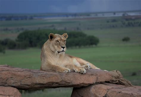 Enrichment for Big Cats - FOUR PAWS International - Animal Welfare ...