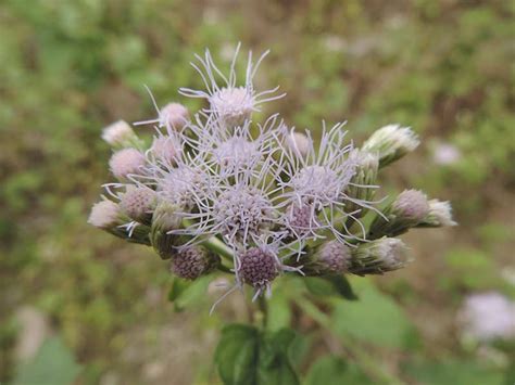 National Innovation Foundation-India