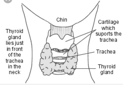Difference between exophthalmic and endemic goitre - Brainly.in