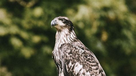 Image result for Hawk Predator Sounds