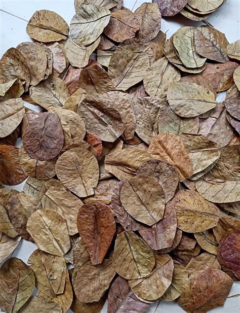 UNISELLER Brands Dry Indian Almond Leaves for Betta Fish, Shrimp, Fish ...