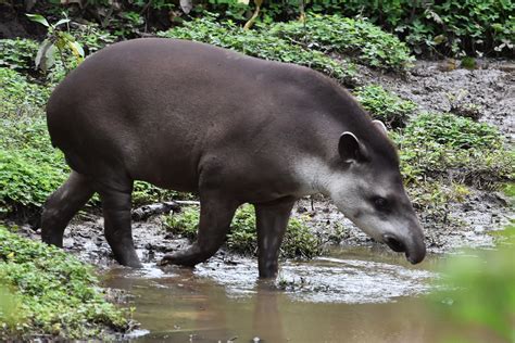 Tapir De La Selva Tropical Gran Animal Gris Tapir Tapirus Terrestris