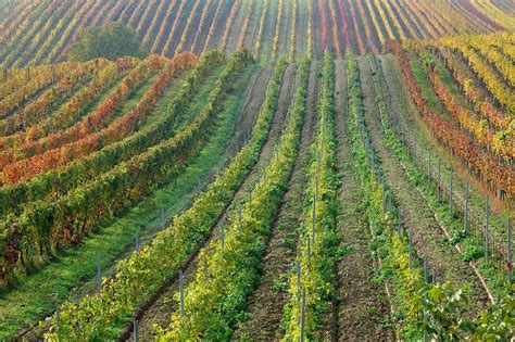 Country Landscape 的图像结果