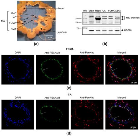 Tetrodotoxin Decreases the Contractility of Mesenteric Arteries ...