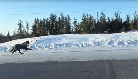 Wolves Running Really Fast 的图像结果