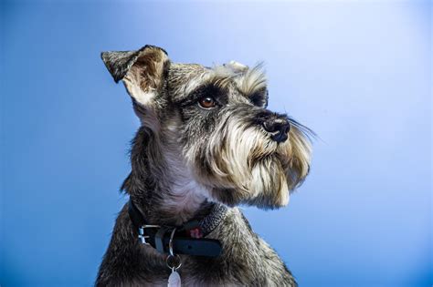 Miniature Schnauzer Lifespan - How Long Do They Live?