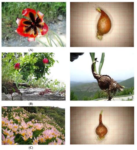 Plants | Special Issue : Plant Genetic Resources and Breeding of ...