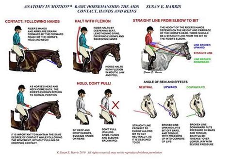 Anatomy in motion, the right position | Dressage horses, Horse riding ...