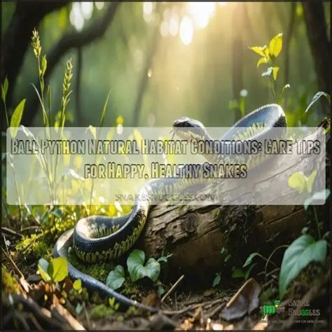 Image result for Python Snake Habitat