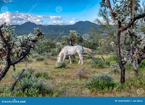 Wild Horses of Arizona stock photo. Image of star, nikon - 164676604