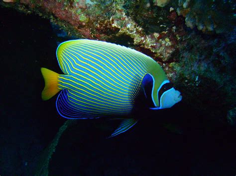 Image result for Poisson Animal