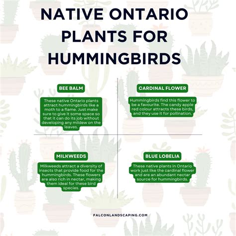 Native Plants in Ontario List: Top Ones to Choose From