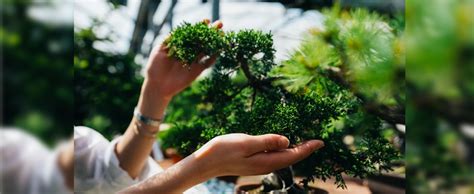 Everything You Need to Know About Bonsai Planter