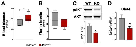 Biliverdin Reductase A (BVRA) Knockout in Adipocytes Induces ...