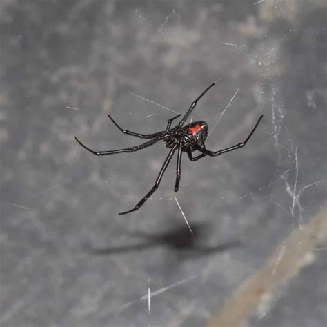 Ca Poisonous Spiders