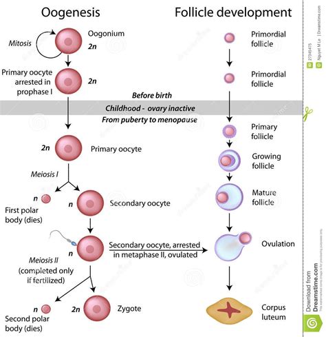 Oogenesis and Follicle Development in Female Ovary