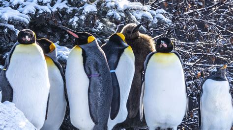 Download wallpaper 2048x1152 penguins, birds, snow, winter ultrawide ...
