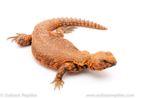 Giant Uromastyx