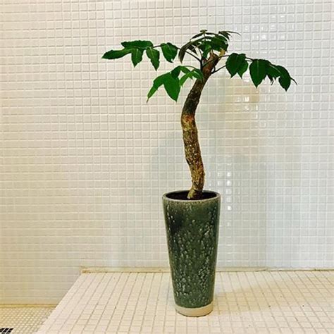Buy 5 Commiphora Guillauminiana Seeds, Commiphora Seeds, Drought ...