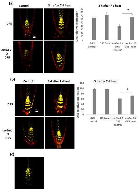CSN5A Subunit of COP9 Signalosome Temporally Buffers Response to Heat ...