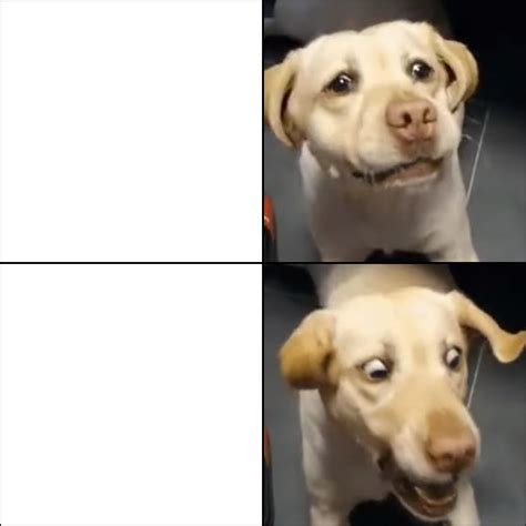 calm dog turns into shocked dog : r/MemeTemplatesOfficial