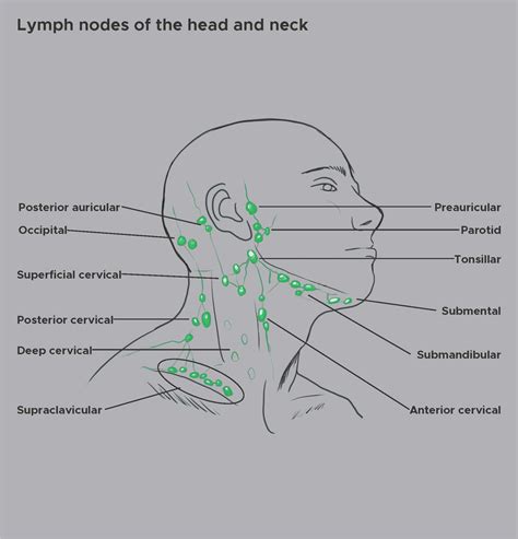 Anatomy, Head and Neck, Supraclavicular Lymph Node | Treatment ...