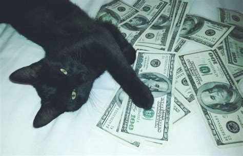 Pin de Toxic S02 ボット em Meu ttk | Papel de parede de gato, Ícone de ...