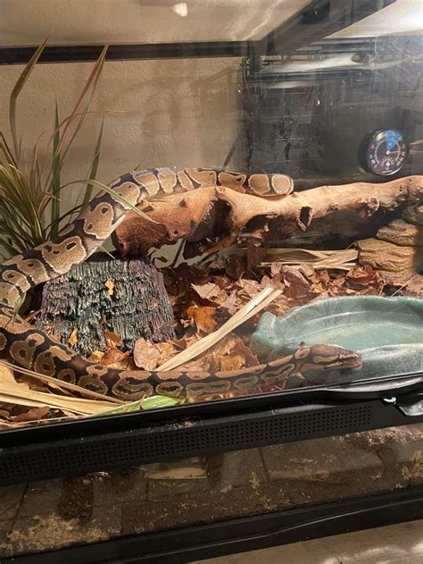 Image result for Ball Python Snake Tank