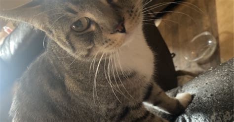 Hat Hub Script Pastebin 的图像结果