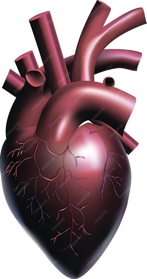 Premium Vector | 3d realistic illustration of an isolated human heart anatomically correct heart ...