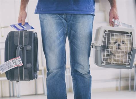 7 Ways to Comfort Your Dog While Flying | PetMD