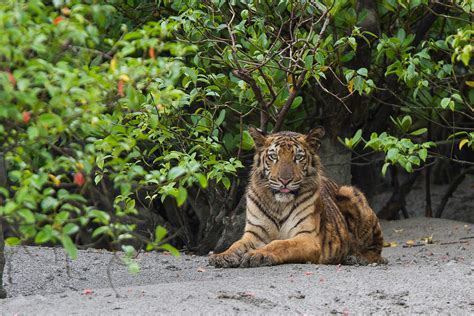Sundarbans 6
