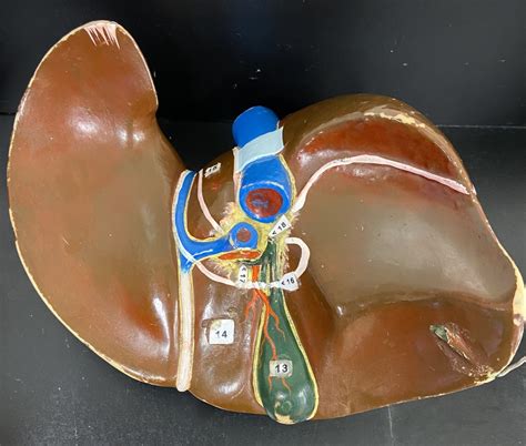 Image result for Liver Organ Function