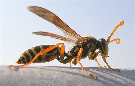 如何区分黄蜂、蜜蜂、马蜂、胡蜂……各种蜂？ - 知乎