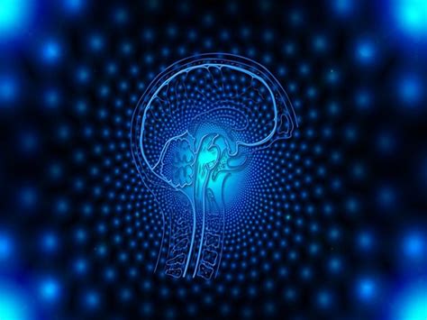 Researchers discover new brain circuit, crucial for learning new motor ...