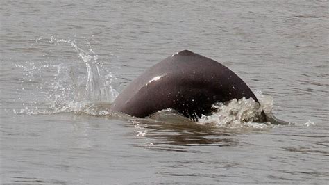 India's First Dolphin Research Centre Remains Idle 8 Months After ...