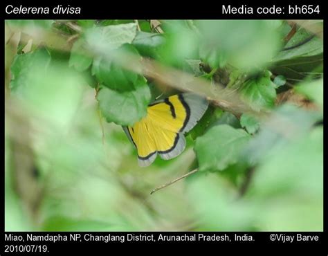 Celerena divisa Walker, 1862 - | Moths