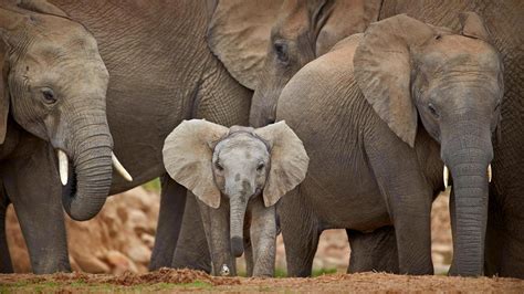 奈语林幽🌷•-阿多大象国家公园中的非洲象，南非 (© Robert Harding/Alamy) -在线工具收藏箱