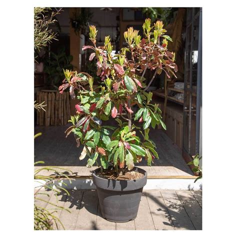 Photinia serratifolia 'pink crispy' | Seeding
