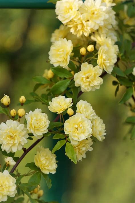 Tombstone Rose Festival 2025, Tombstone Historic District, 11 April to ...