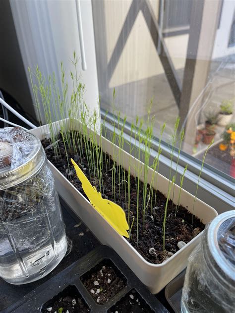 Asparagus Seed Starting