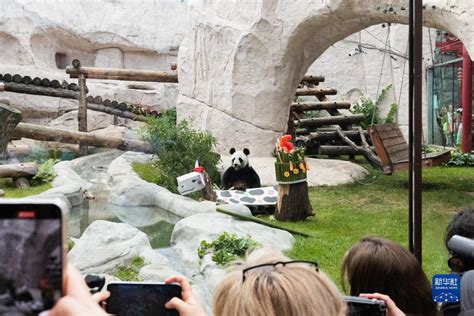 旅俄熊猫“丁丁”和“如意”收到儿童节礼物 娴熟拆开萌翻全场