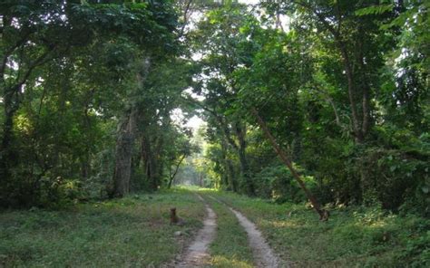 Explore These Beautiful Forests In And Around Kolkata | WhatsHot Kolkata