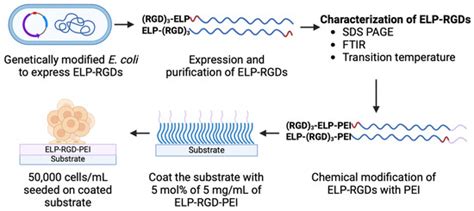 Extending the Three-Dimensional Culture of Adipocytes Through Surface ...