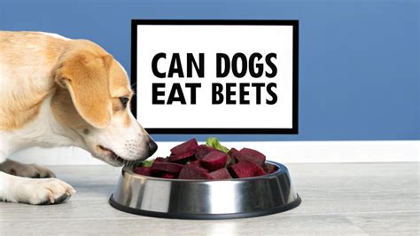 can dogs eat beets: Safe, Healthy Tips for Your Pup – JoyFull Pet