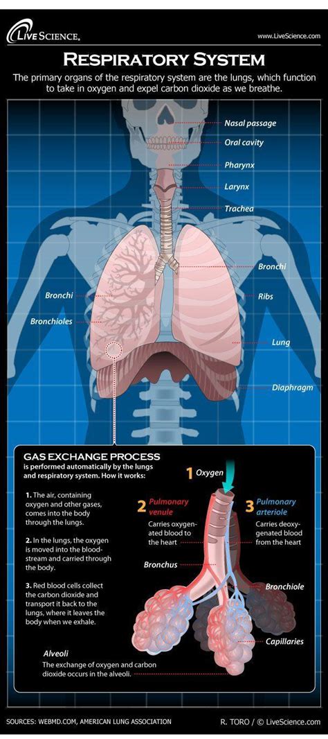 make a flowchart to show the path of air in the respiratory system ...