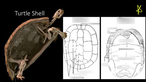 Image result for Turtle Shell Diagram