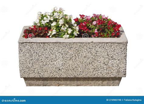 Rectangular Pot with Flowering Plants on a White Background. Stock ...