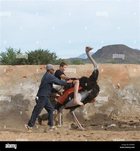 Ostrich jockey hi-res stock photography and images - Alamy