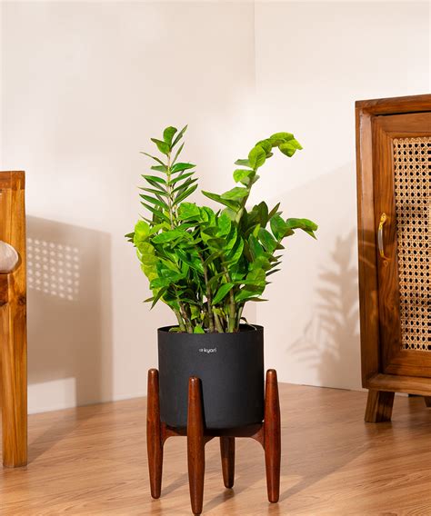 ZZ Green with Metal Self Watering Pot – Kyari.co